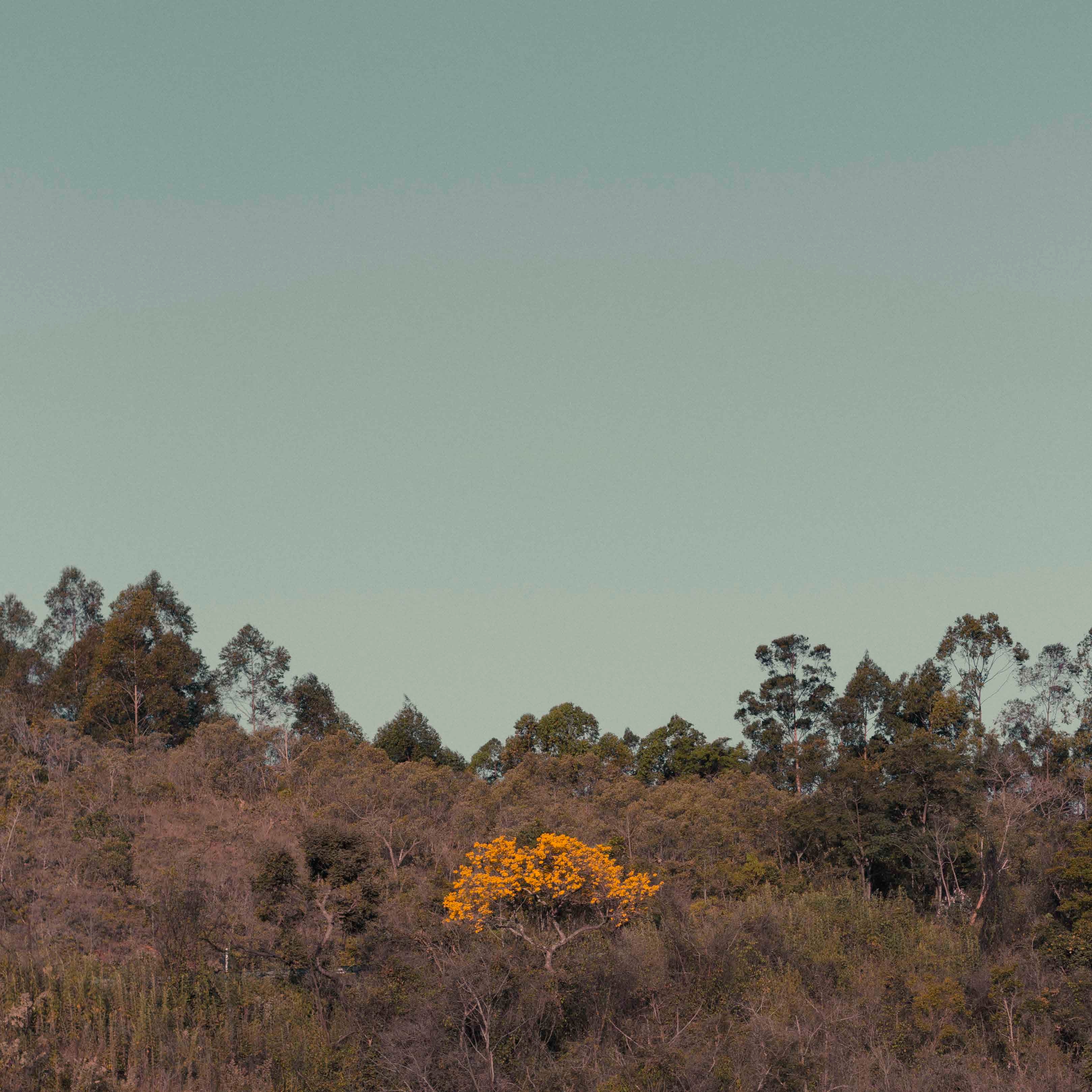 Amarelo Esperança